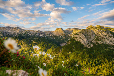 blumenpracht auf der tauplitzalm