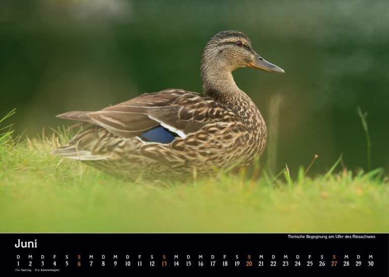 kalender`27 mcapellari print neu 0008 kalender`27 mcapellari print neu 0008
