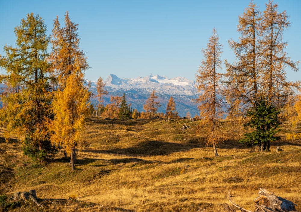 goldene lärchen auf der tauplitzalm, im hintergrund der dachsteingletscher