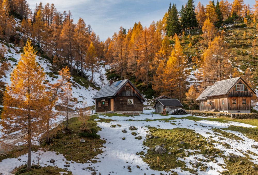 goldene lärchen am weg zum steirersee auf der tauplitzalm